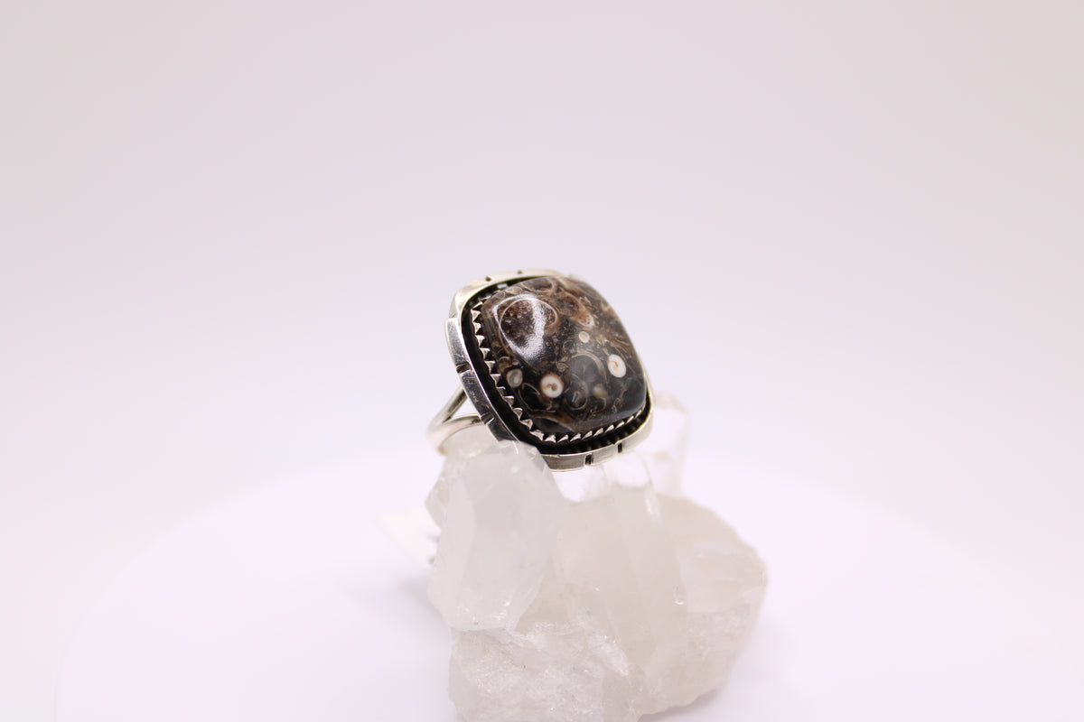 Squared Turtella Jasper